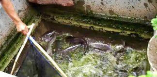 Mengenal Desa Rejoagung, Potensi Desa Meningkat Setelah Program Penataan Akses Reforma Agraria 