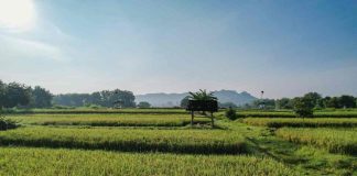 Kementerian ATR/BPN Dukung Swasembada Pangan Lewat Penguatan Kebijakan LBS, LP2B, dan LSD